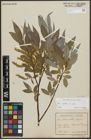 Foto von Salix alba subsp. alba L.